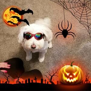 Meet your Posher, Patty